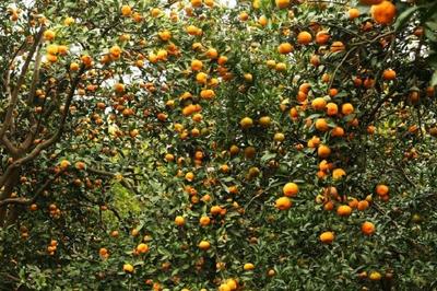 新鲜可口的柑橘果汁是如何制作成的?柑橘汁的制作方法及加工流程